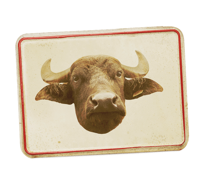 Buffalo